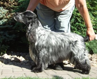 Anglický kokršpaněl s PP - 5