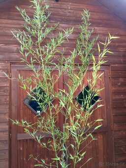 Mrazuvzdorný bambus - 5