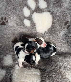 Biro a biewer, IHR rodokmen - 5