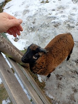 Kamerunský Beránek - 5