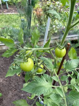 Rajčata venkovní  , černé , cherry, papriky venkovni - 5