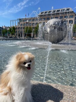 Pomeranian creme-sable ke krytí s PP a s bonitací - 5