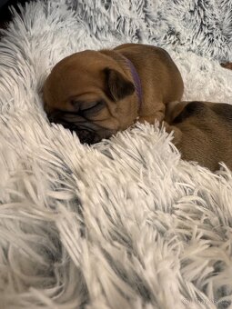 Francouzský buldoček – štěňátka k rezervaci 🐶 - 5