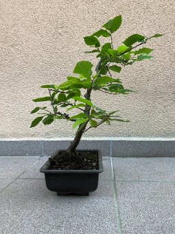 Bonsai, Bonsaj, jamadori, habr - 5