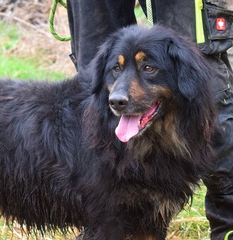 TOBIAS K ADOPCI - 3 ROKY, NENÁROČNÝ, KLIDNÝ, ODDANÝ - 5
