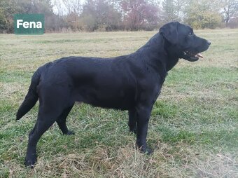 Labradorsky retriver s PP-šteňata - 5