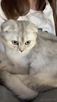 Britská Chinchilla - 5