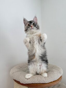 Kočička mainská mývalí s PP - 5