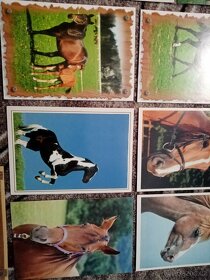 Prodám 12 starých nepoužitých pohlednic s koňmi - 5