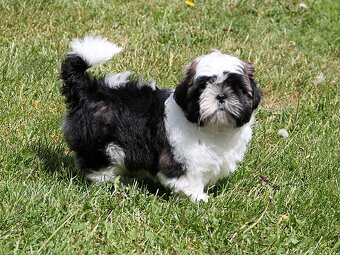 Shih-tzu, ši-tzu , shih tzu, ši-cu - štěňátka s PP FCI - 5