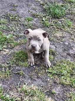 Americký pitbulterier pitbul pitbull - 5