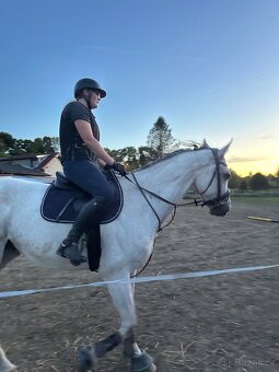 Prodám 9 letého valacha - 5