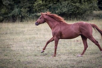 Predam žrebca anglickeho plnokrvnika A1/1 - 5
