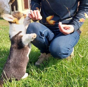 Welsh corgi pembroke - 5
