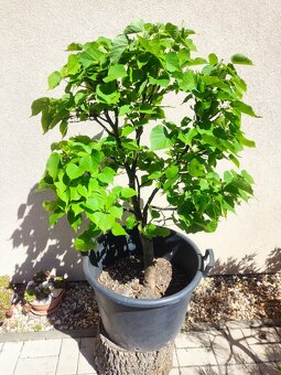 Tvarovaný strom, bonsai, niwaki, yamadori - 5