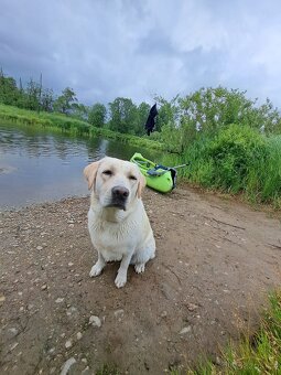 Labrador na krytí - 5