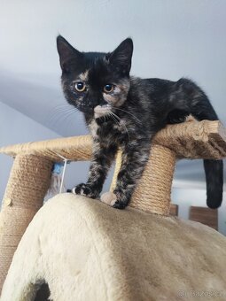 Skotské klapouché holčičky Straight ❣️ - 5