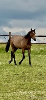 Prodáme 1,5 letou klisnu Českého teplokrevníka, ČT - 5