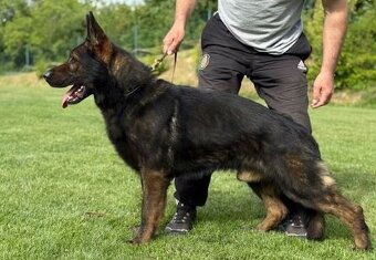 Německý ovčák - štěňata - 5