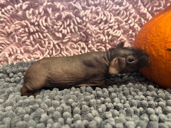 Skinny morčátka, samečci - 5