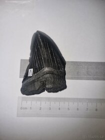 Zub megalodon (Otodus megalodon), 7cm - 5