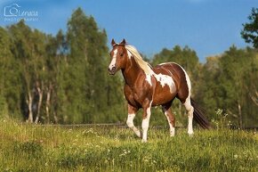 Připouštění jedinečným APH hřebcem HB Keenshow Rooster - 5