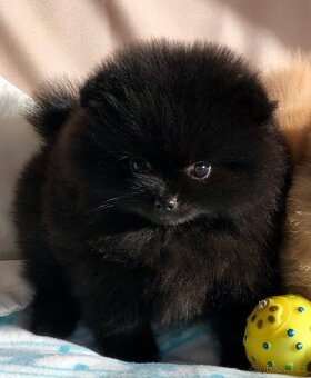 pomeraniany - 5