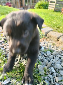 Štěňata Borderkolie a Labradora - 5