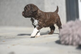 Lagotto Romagnolo s PP - 5