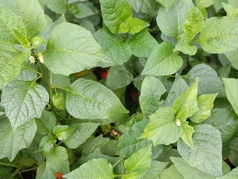 Mochyně židovská - trvalka odkopky trvalek - 5