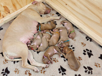 Americký pitbull teriér štěňata s PP - 5