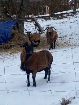 Kamerunský beran - 5