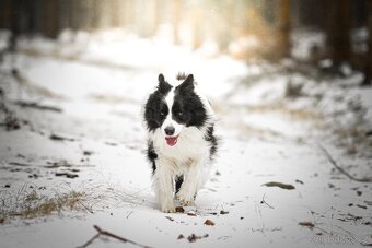 Border kolie s PP, pes ke krytí - 5