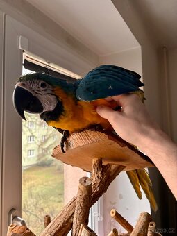 Prodám Ara Ararauna - 5