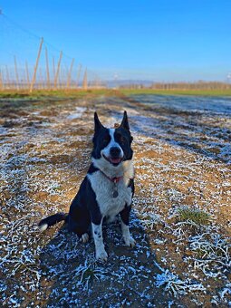 Štěňátka- Border Kolie/Labradorský Retrívr - 5