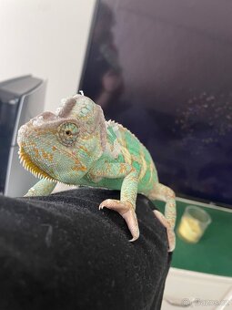 Chameleon - 5