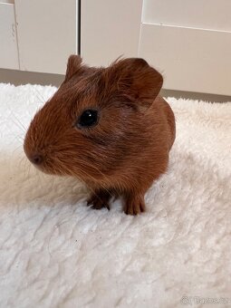 Na prodej roztomilá morčátka 🐹💛 - 5