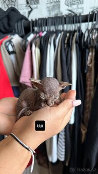 Kanadský Sphynx kaťata bez pp - 5
