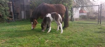Chovná minihorse klisna - 5