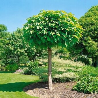 Catalpa stromky Nana - zakrslé, nebo Bignonioides velké - 5