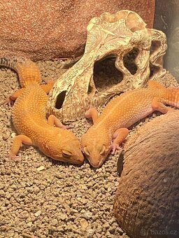 Gekončíci noční s vybaveným teráriem - 5