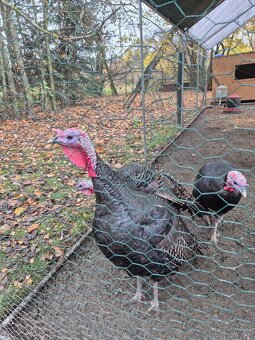 Krůty a krocani bronzovo-černí 6 měsíců - 5