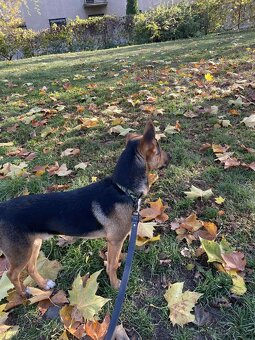 Dobrý den prodám psa za 1000 Kč - 5