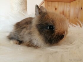 Zakrslý teddy králík - očkovaná mláďata teddíci - 5