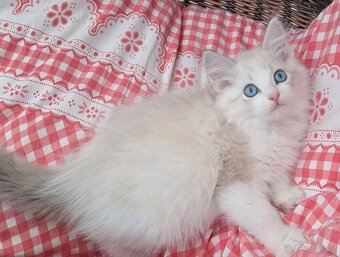 Koťátka ragdoll s PP - 5