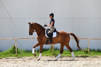 Drezurní učitel - 5