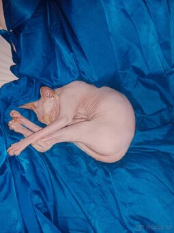 Sphynx - 5