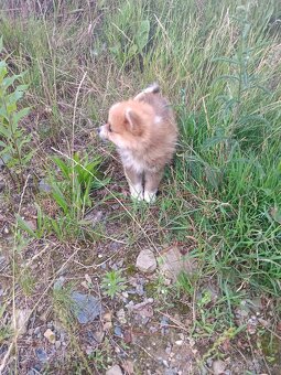 Pomeranian - 5