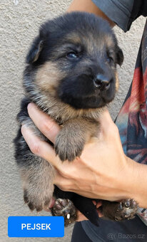 Německý ovčák-štěňátka typ Rex k rezervaci-odběr říjen - 5