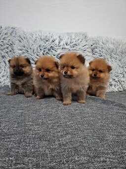 Pomeranian - 5